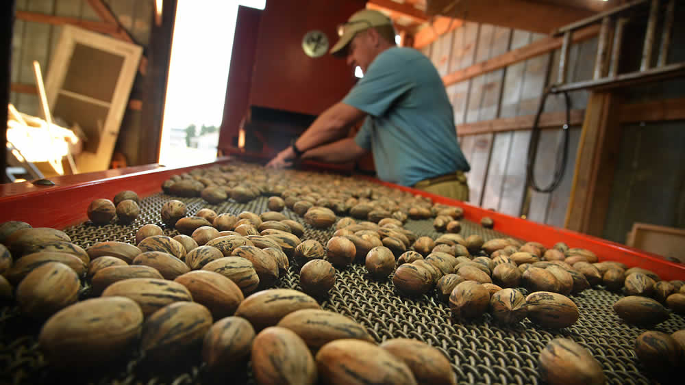 Missouri Native Pecan Halves – Byrd's Pecan Delights
